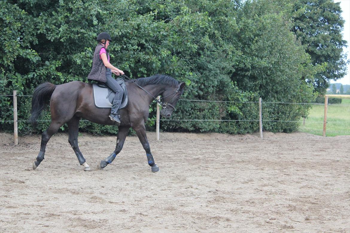 Dansk Varmblod | Definitely Dark. billede 11