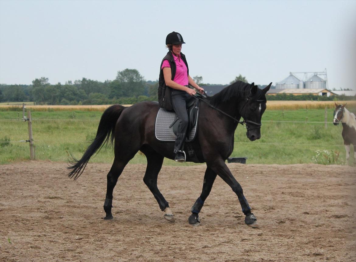 Dansk Varmblod | Definitely Dark. billede 12