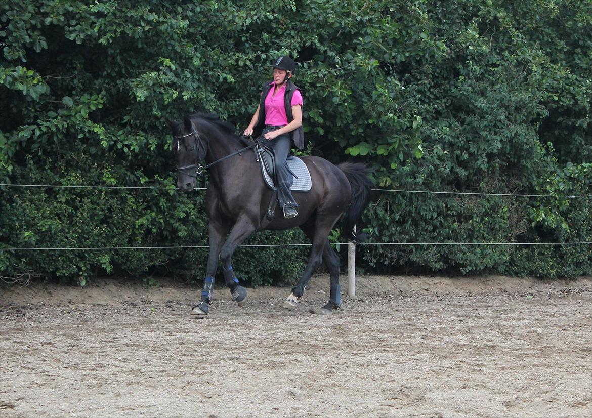 Dansk Varmblod | Definitely Dark. billede 14