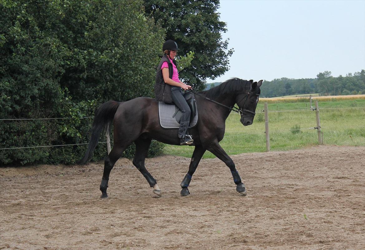 Dansk Varmblod | Definitely Dark. billede 16