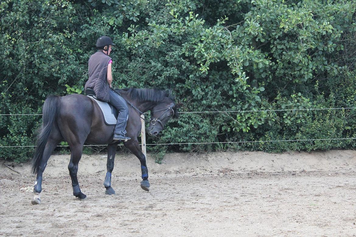 Dansk Varmblod | Definitely Dark. billede 17