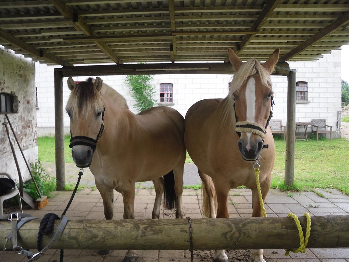 Fjordhest Ebbetorns Fjuri - Fjuri og Pallo <3 billede 4