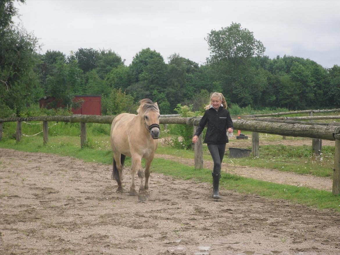 Fjordhest Ebbetorns Fjuri - Karo (parten) og Fjuri leger på banen :D <3 billede 5