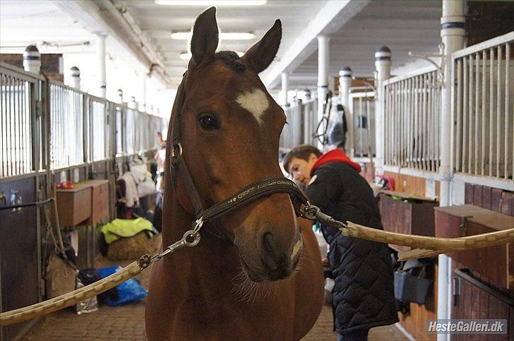 New Forest MMT Marron billede 19