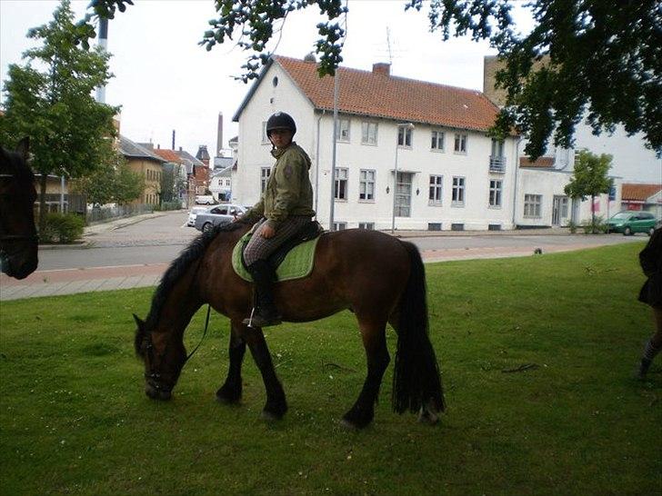 Nordsvensk Skovhest Lukas billede 1