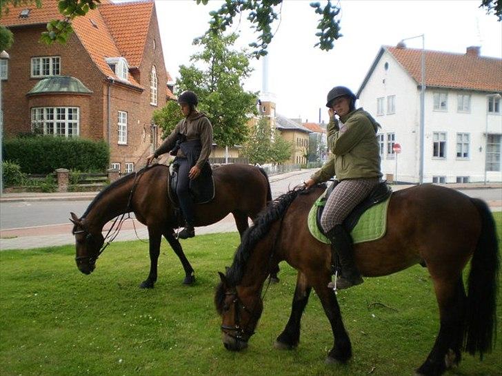 Nordsvensk Skovhest Lukas billede 3