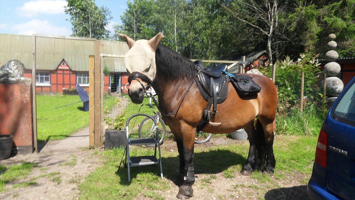 Nordsvensk Skovhest dalitsa - Dalle klar til langtur, er hun ikke smuk, hmm. billede 7