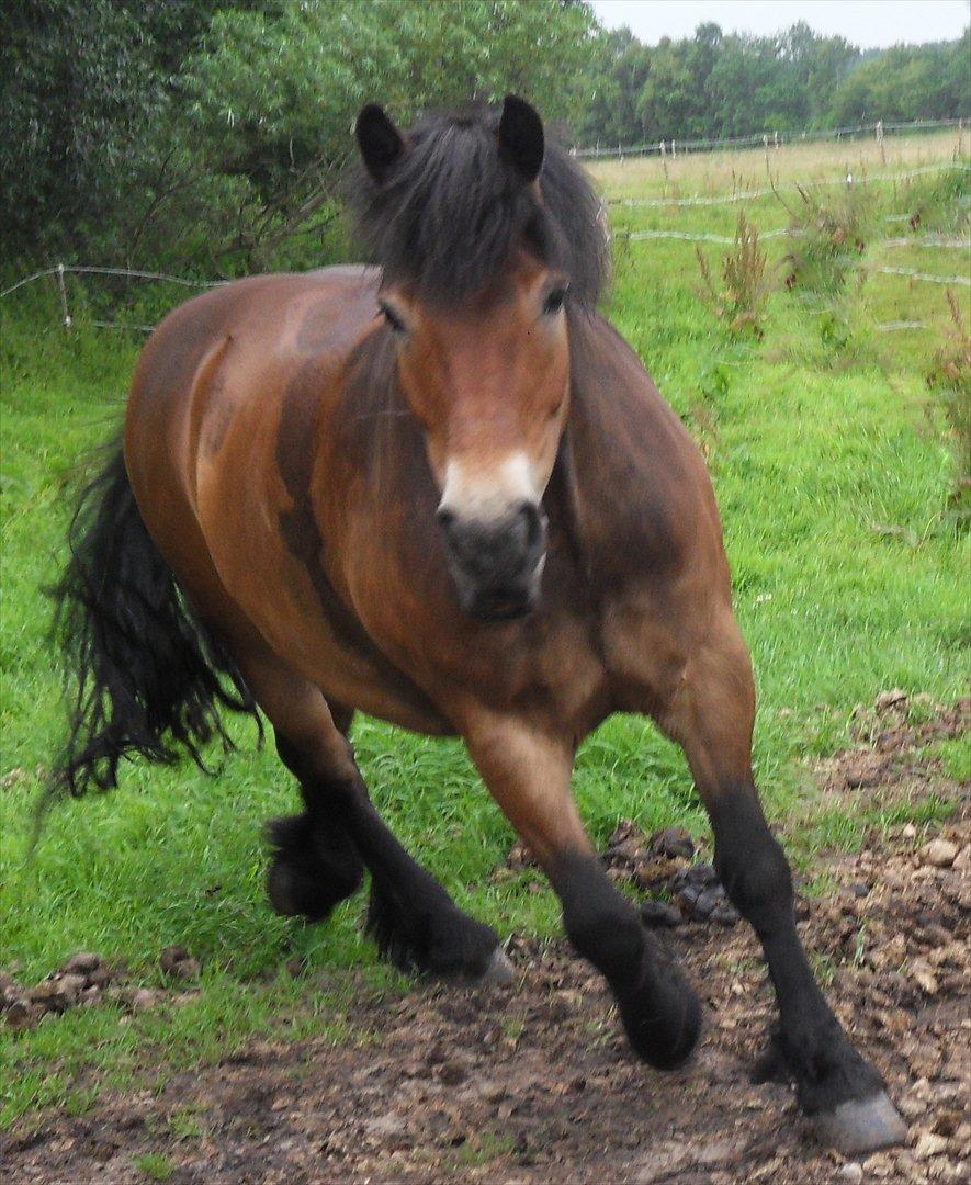 Nordsvensk Skovhest dalitsa billede 8