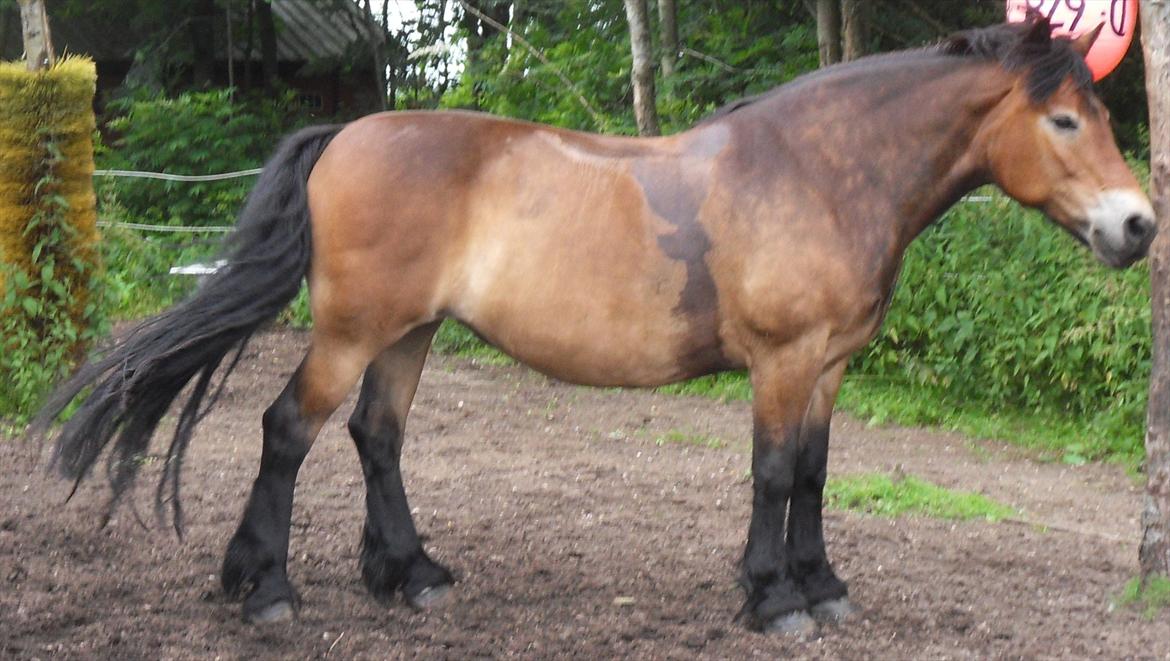 Nordsvensk Skovhest dalitsa billede 9