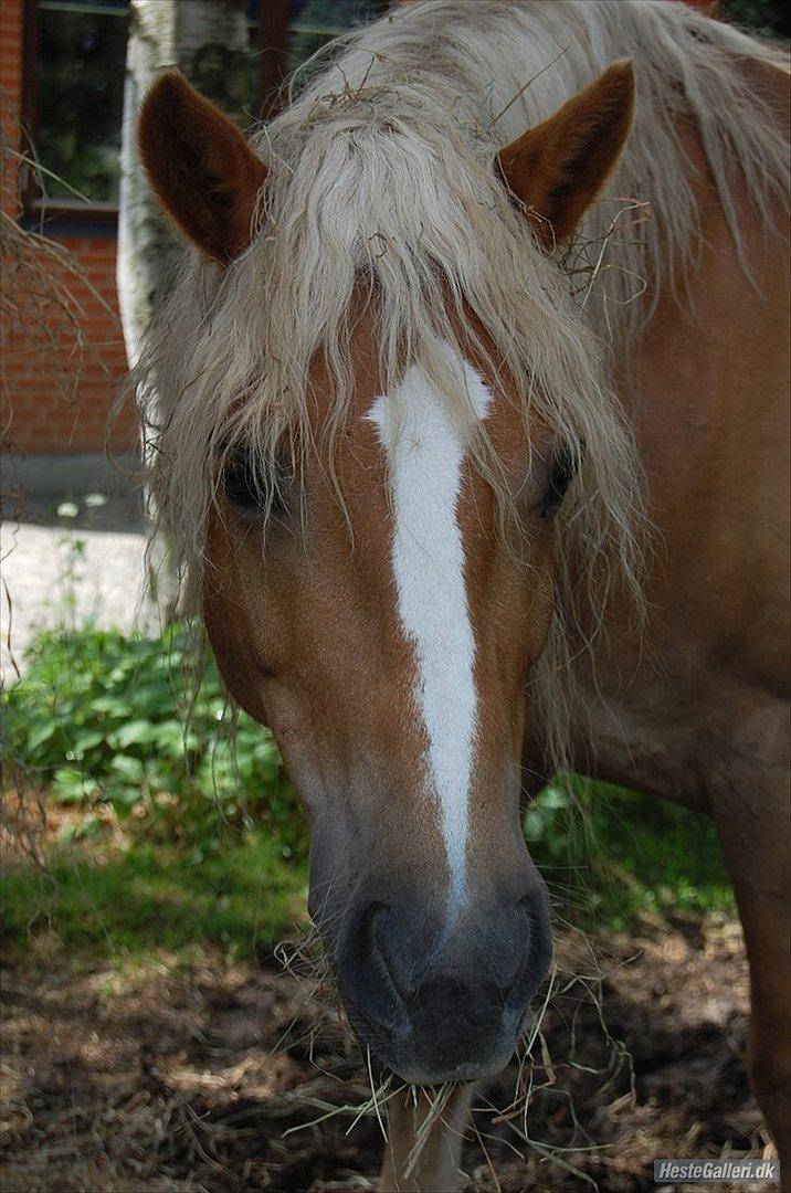 Haflinger Ginni af Kastanjegård - Foto: Joose!<3 billede 14