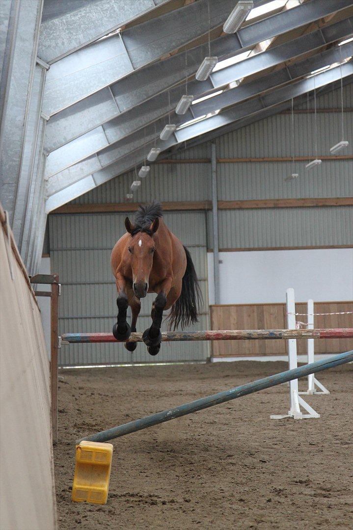 Anden særlig race Shake That Coconut - Flying Coconut<3      2011 billede 7