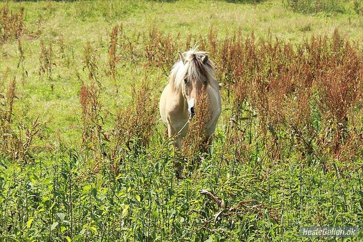 Fjordhest Nanok Romeo - Du er så unik, så utrolig, så spændende en hest når man kommer tæt på dig :) Fotograf: Sara billede 2