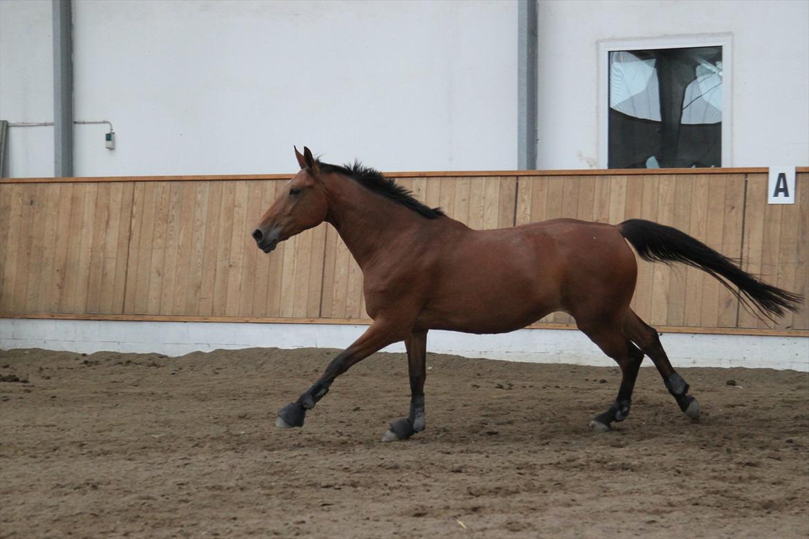 Anden særlig race Shake That Coconut - Løs i ridehuset:D    2011 billede 19