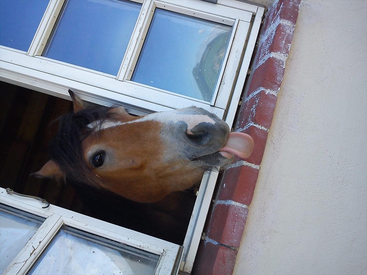 Anden særlig race Fernando billede 8