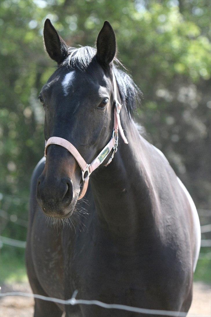 Dansk Varmblod Ajour - Foto: AM billede 8
