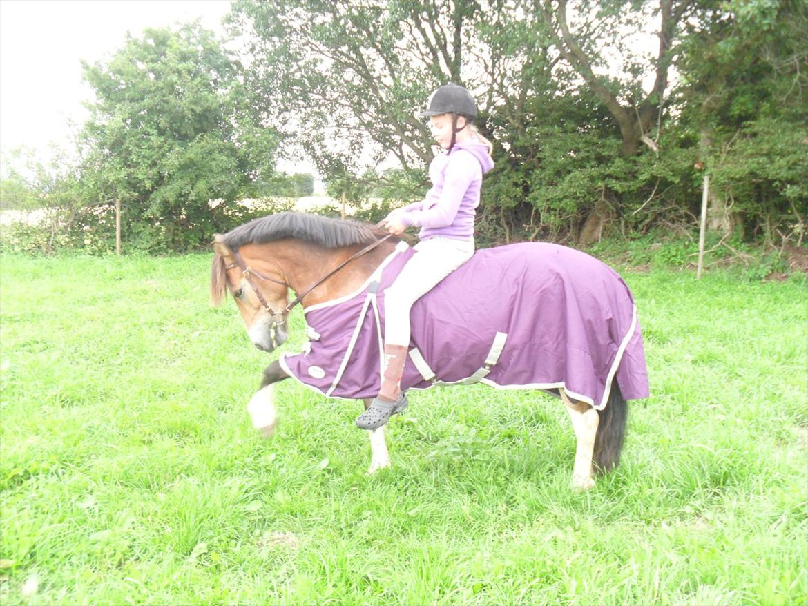 Anden særlig race Fernando - løft<33 billede 9