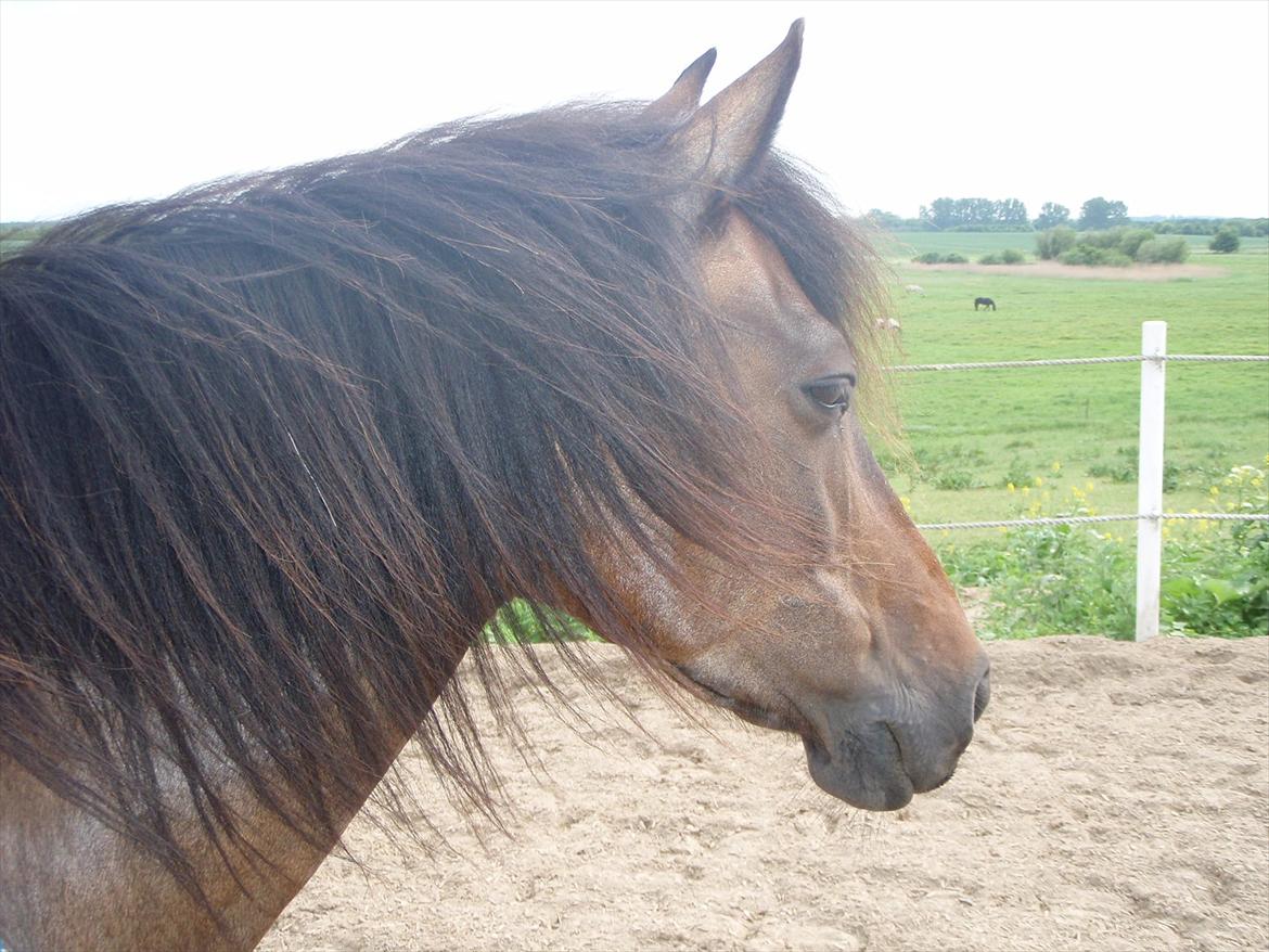 Anden særlig race | Amina *1991 † 2012 - Hendes dejlige lange man juli 2011 billede 16