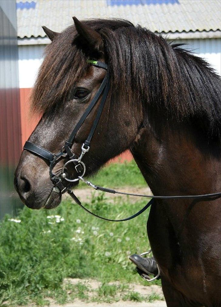 Islænder Spaði frá Úlfsstöðum billede 10