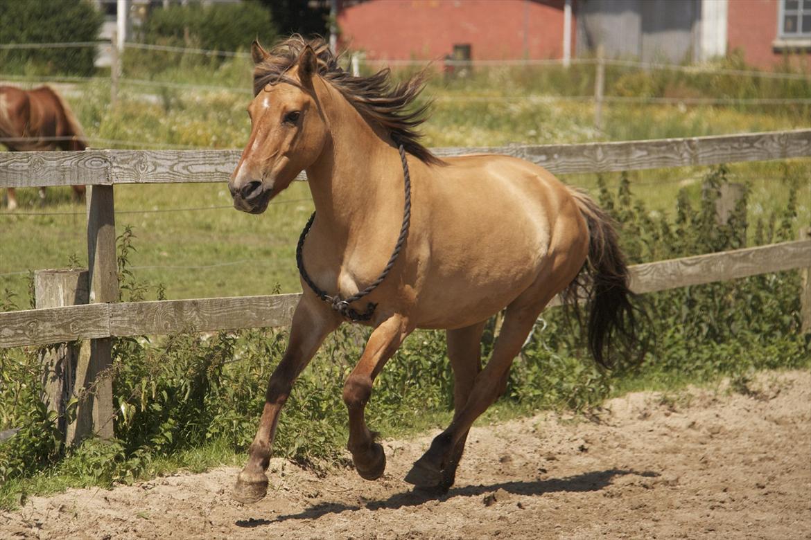 Anden særlig race Karlsbjerggårds Surprise  - Søøøøøød hest <3 Fotograf: Mig billede 18