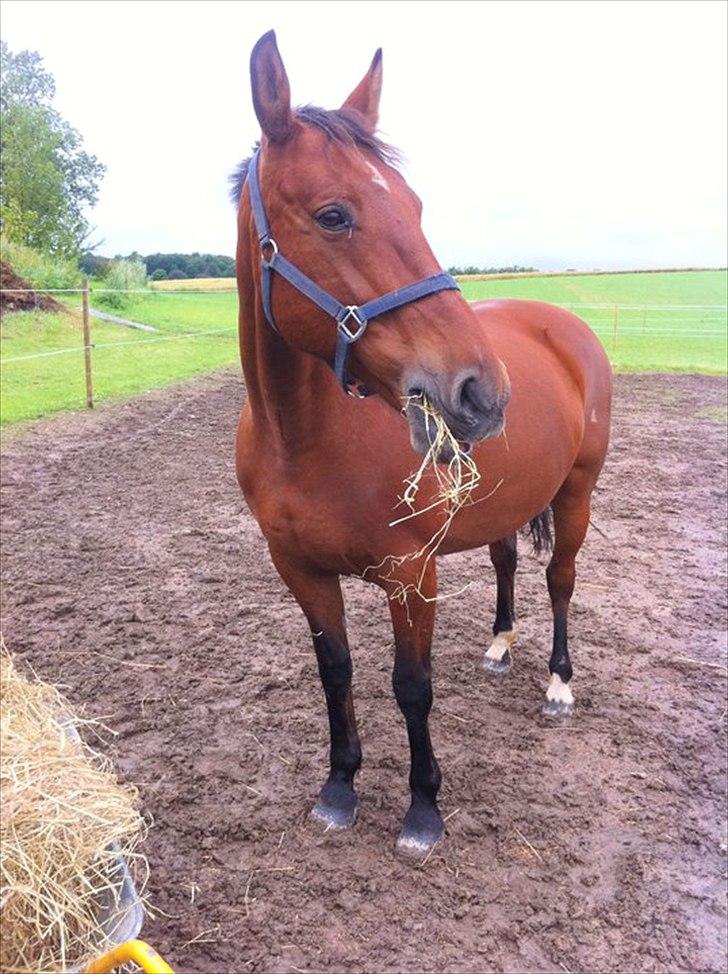 Anden særlig race Cassiopaya - Så kom damen hjem på gården billede 4