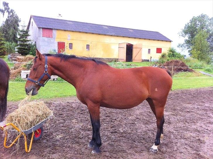 Anden særlig race Cassiopaya billede 8