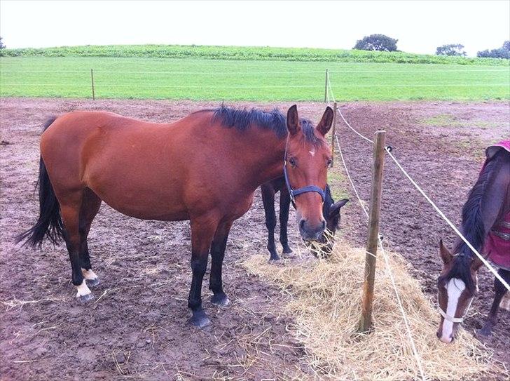 Anden særlig race Cassiopaya billede 5