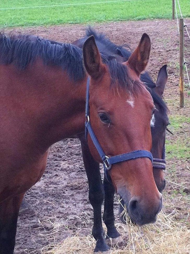 Anden særlig race Cassiopaya billede 3