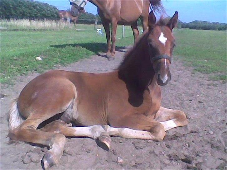 Dansk Varmblod Don Dooplo Colliente - Dooplo tager en lur. Her kan man tydeligt se at han er begyndt at skifte farve til en mørkere rød billede 6