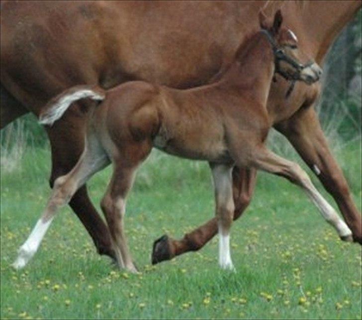 Dansk Varmblod Don Dooplo Colliente - Dooplo i trav på mark sammen med sin Mor  billede 2