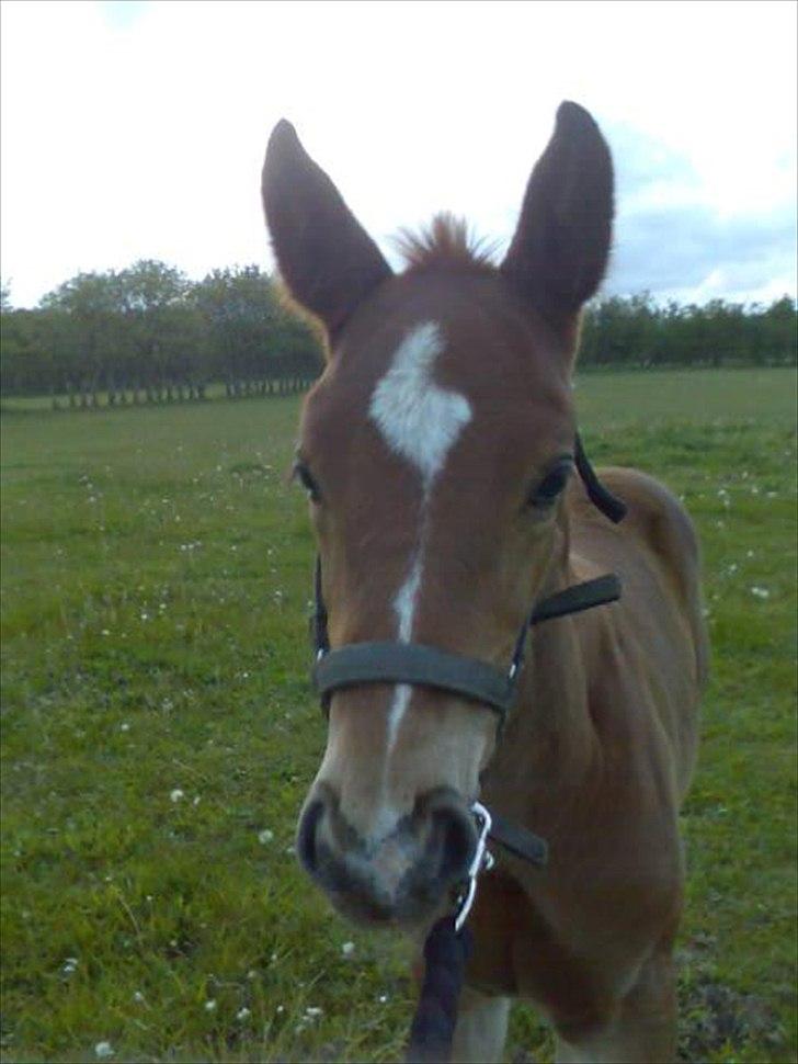 Dansk Varmblod Don Dooplo Colliente - Nærbillede...på træktur hos Spedsbjerg billede 1