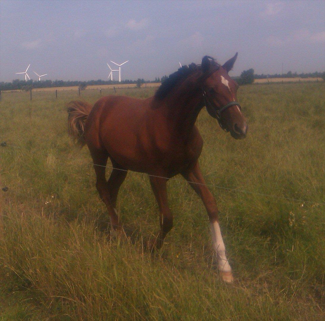 Dansk Varmblod Don Dooplo Colliente - Dooplo på sommergræs 16. juli 2011, Elmegården billede 8