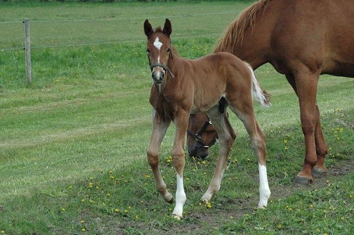 Dansk Varmblod Don Dooplo Colliente - Maj 2010 hos Spedsbjerg billede 3