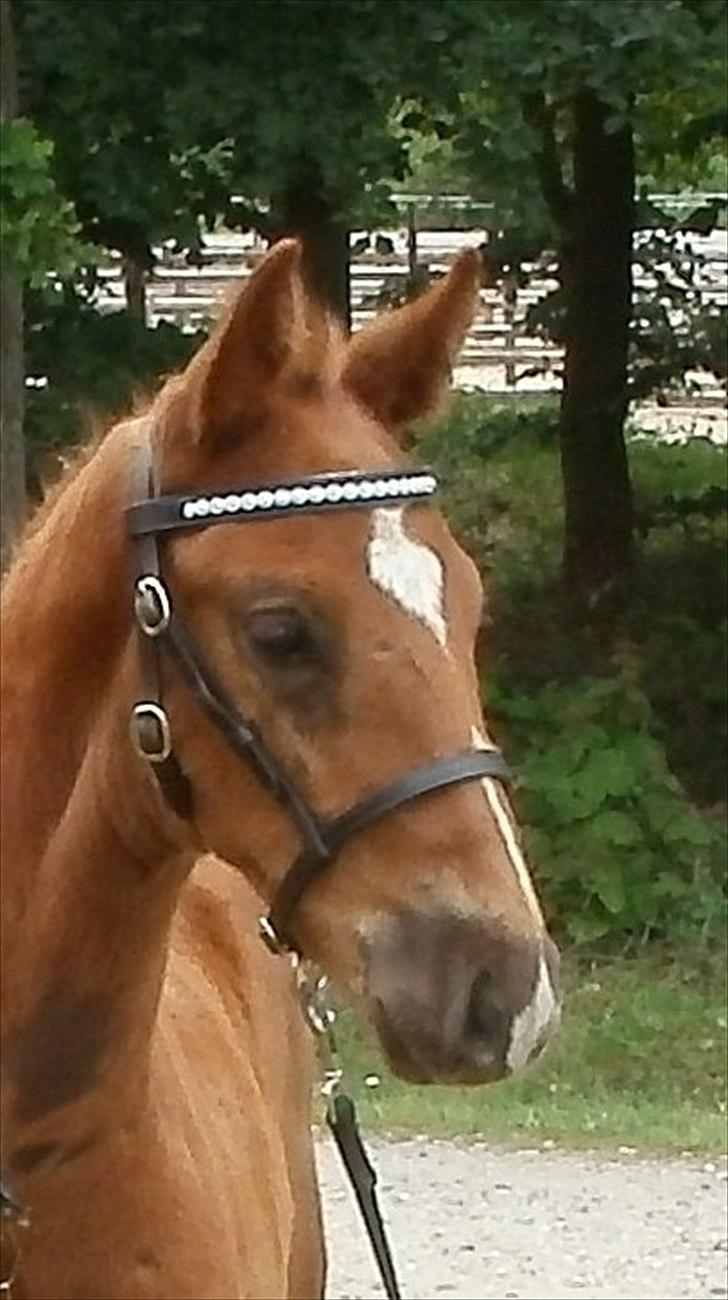 Dansk Varmblod Don Dooplo Colliente - Følchampionat på Bluehors 26. juni 2010 billede 4