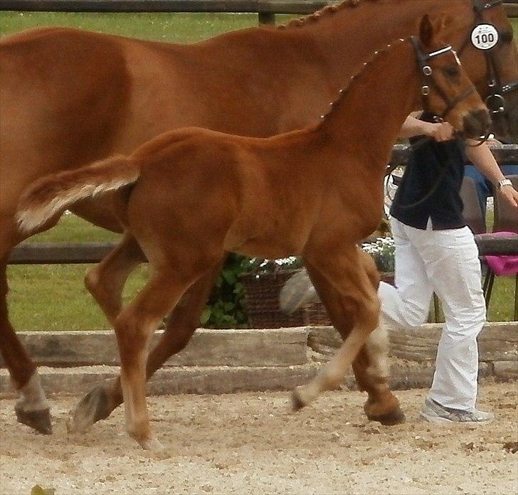 Dansk Varmblod Don Dooplo Colliente - Dooplo i galop til følchampionat hos Bluehors 26. juni 2010 billede 5