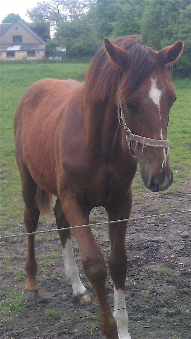 Dansk Varmblod Don Dooplo Colliente - Hjemme på Rynkebygård 18. maj 2011 billede 7