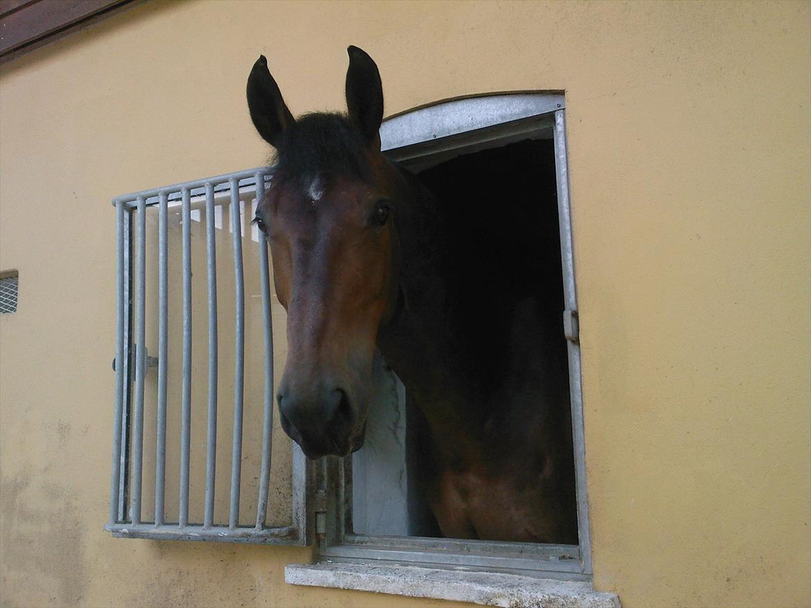 Oldenborg Rudolf - Dolle på sommerferie på Stald Haugegård. Kigger glad ud af sit vindue :o) billede 14