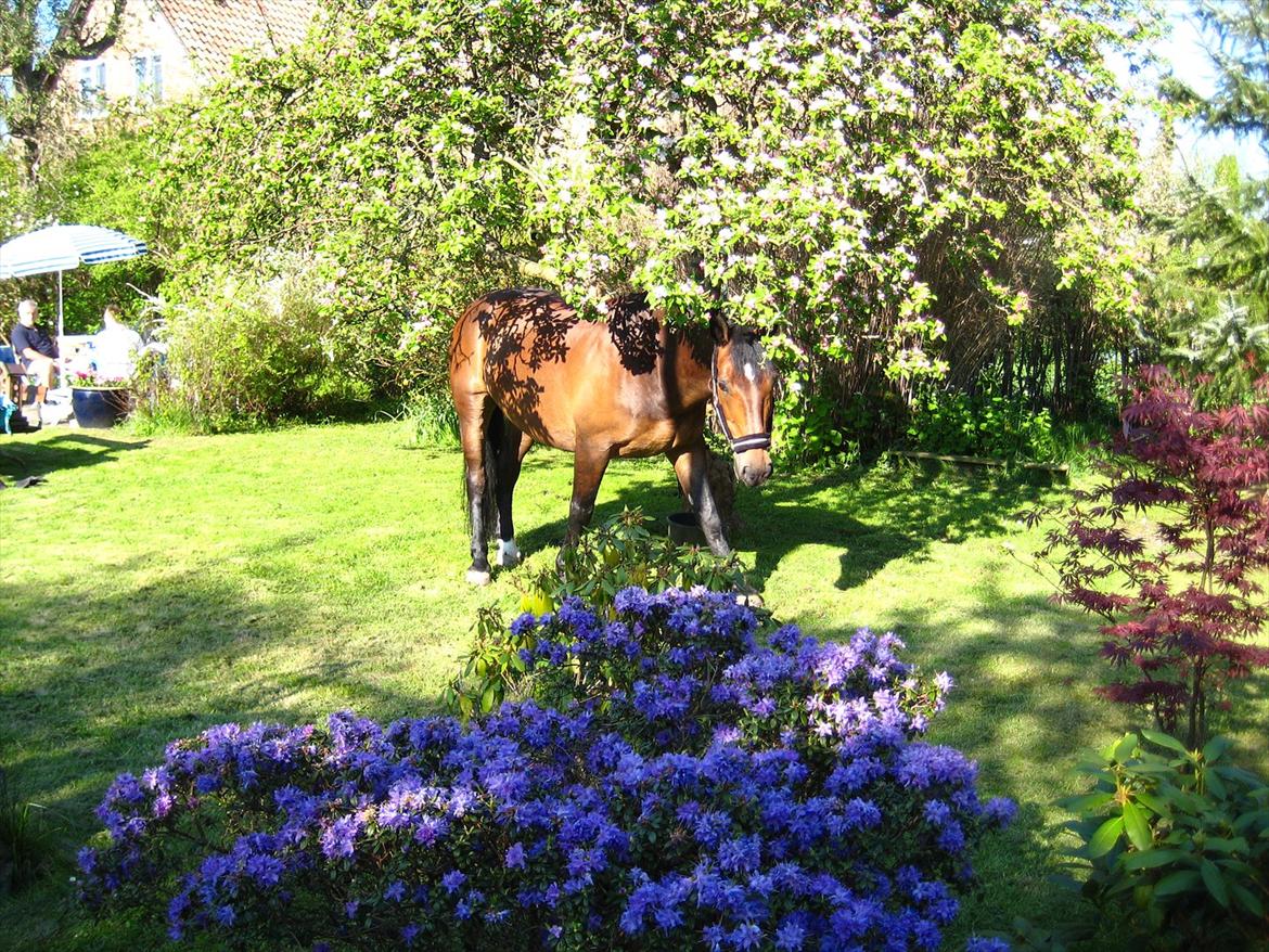 Oldenborg Rudolf - Rudolf blev redet hjem i haven da min mor havde fødselsdag :-) Han hyggede sig under æbletræet mens vi spiste boller og drak varm kakao. Det var mægtigt hyggeligt! billede 18