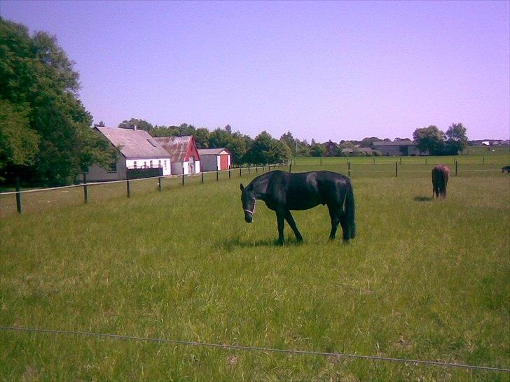 Oldenborg La Dyvell af Støvlebæk [Himmelhest] billede 6