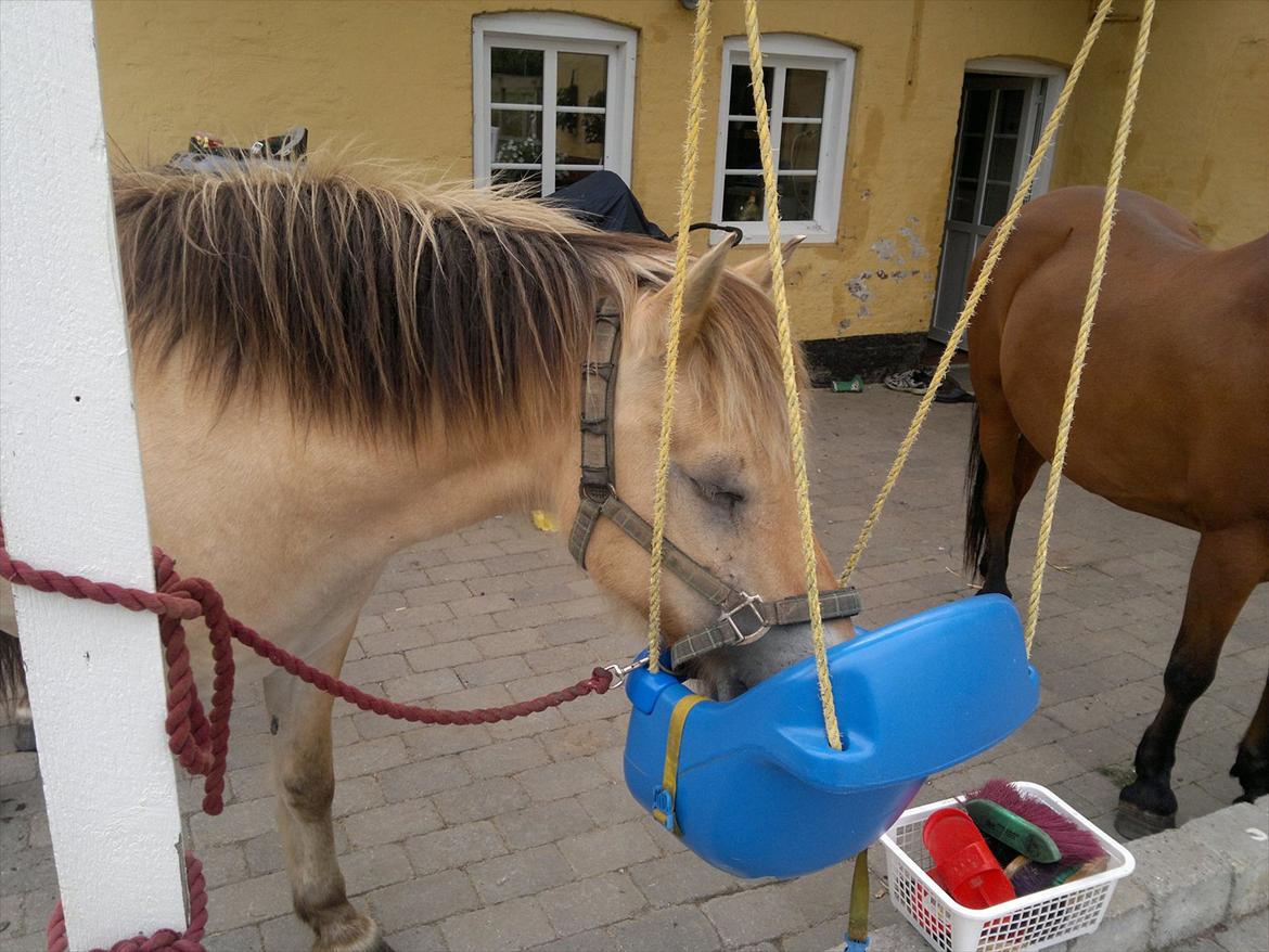 Fjordhest Nullen "Udlånt" - Det er hårdt at være hest... 09.07.11 billede 15