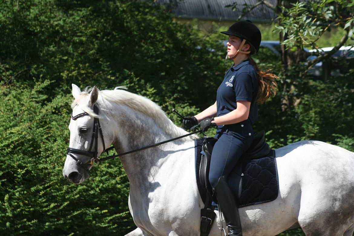 Holstener Casoni BS SOLGT - Min fantastiske hest billede 12