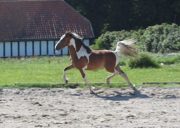 Pinto Hvedholms Lilly - 2 år billede 19