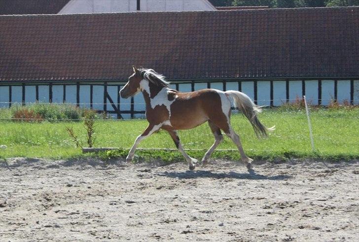 Pinto Hvedholms Lilly - 2 år gammel billede 18