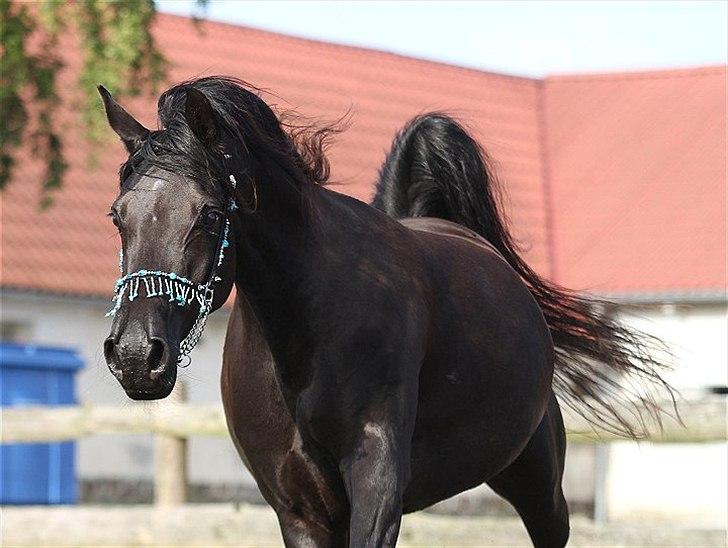 Arabisk fuldblod (OX) CAS Harmony - SOLGT  billede 19