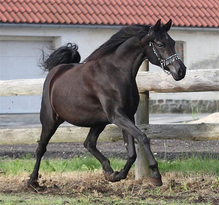 Arabisk fuldblod (OX) CAS Harmony - SOLGT  billede 20