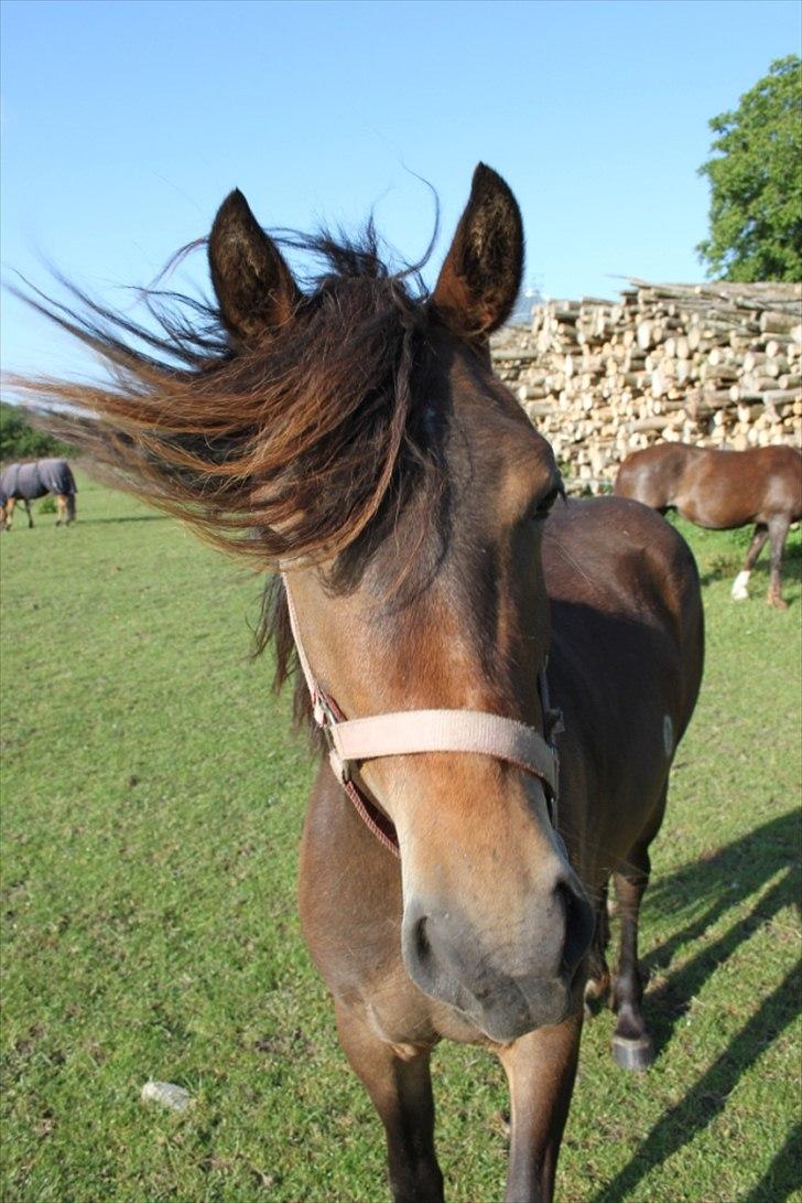 Welsh Cob (sec D) Gravens Theodora billede 1