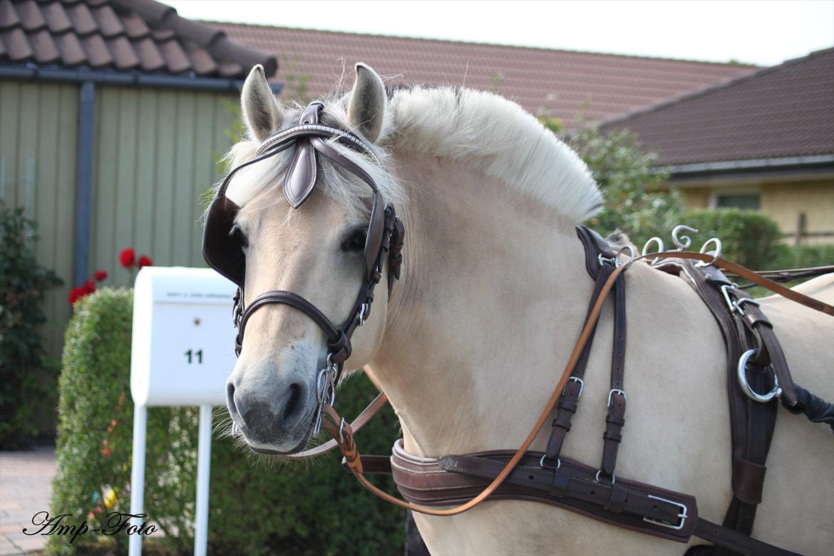Fjordhest Mølhøjs Gunlød (Rumlepot) - Rumle holder pause (: billede 12