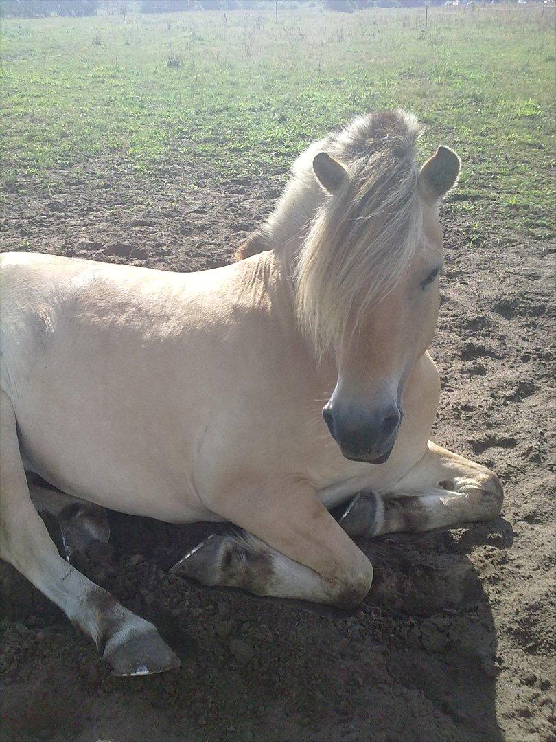 Fjordhest Smilla Halsnæs (Familiehest) billede 19