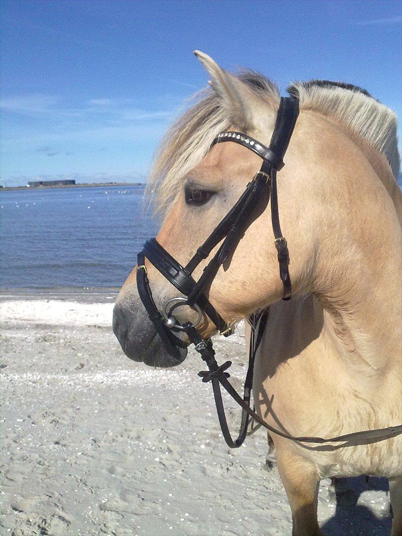 Fjordhest Smilla Halsnæs (Familiehest) billede 20