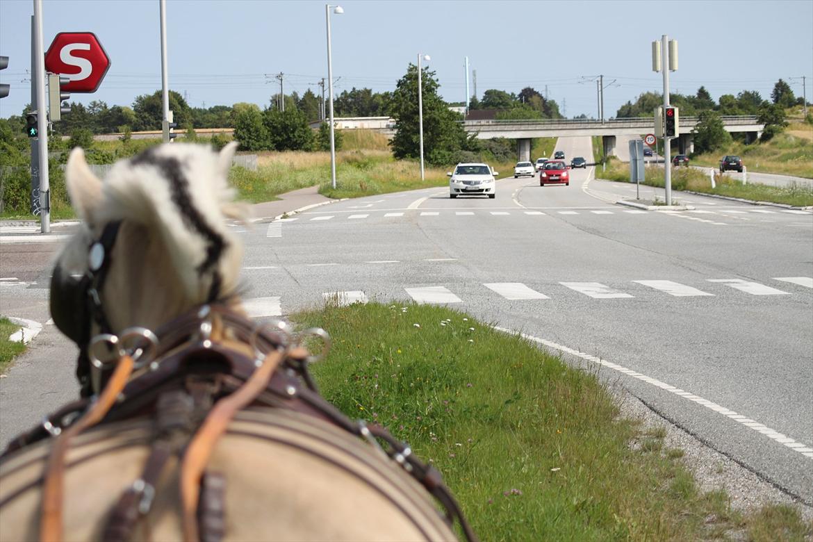 Fjordhest Mølhøjs Gunlød (Rumlepot) - Rumle kører forbi Frederiksund-vejen og s-tog stationen (rykker ikke så meget som et øre) billede 7