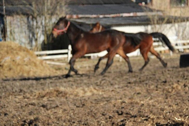 Traver Silke EC billede 14
